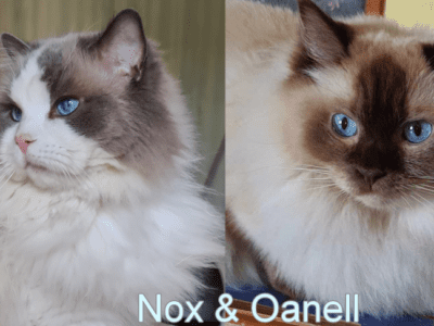 Deux ragdolls retraités en recherche de famille
