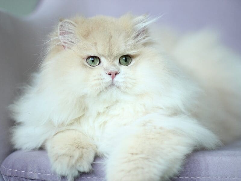 Perfect boy cy12 available for breeding