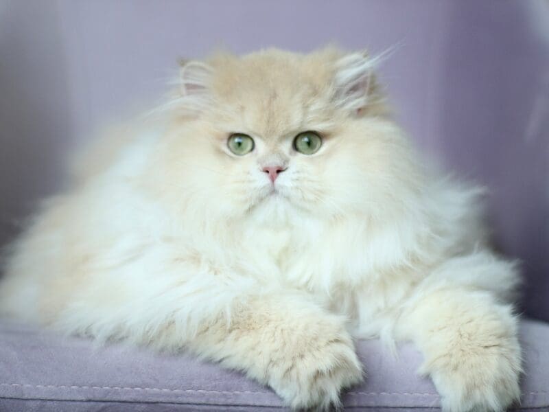 Perfect boy cy12 available for breeding