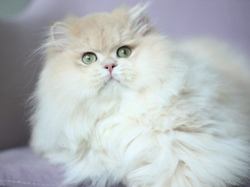 Perfect boy cy12 available for breeding
