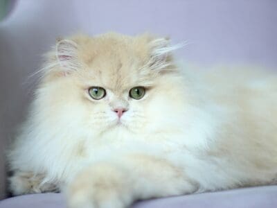 Perfect boy cy12 available for breeding