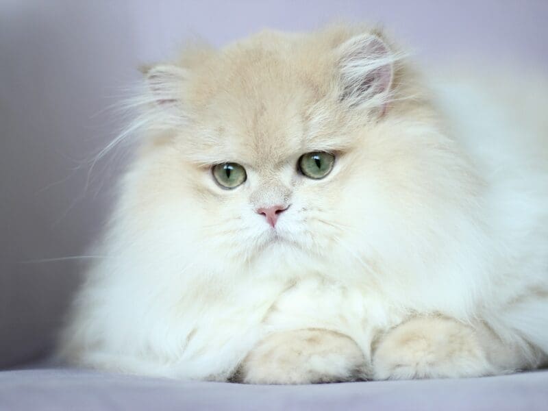 Perfect boy cy12 available for breeding