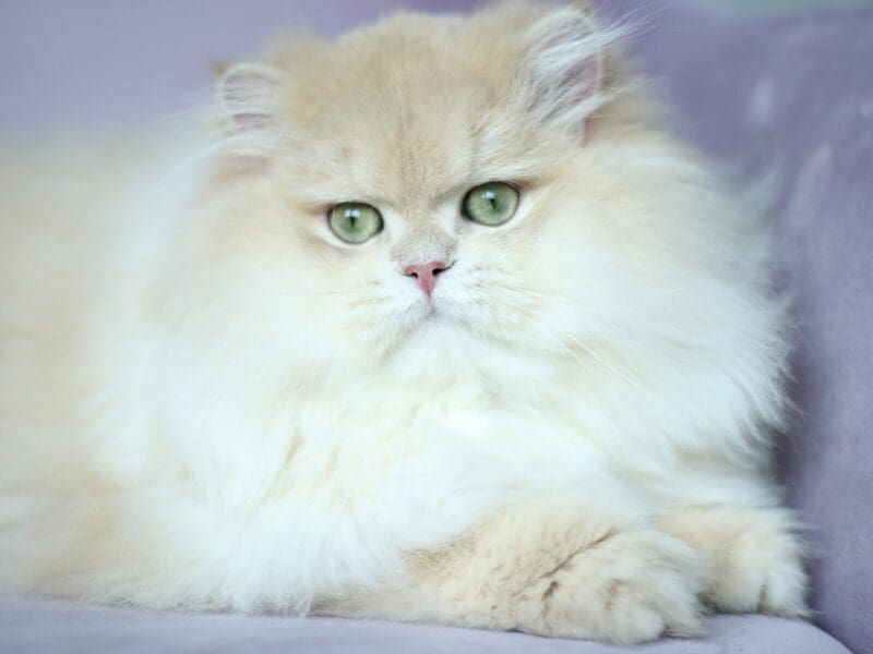 Perfect boy cy12 available for breeding
