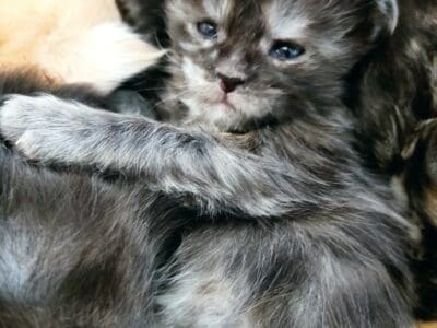 Chatons Maine coon