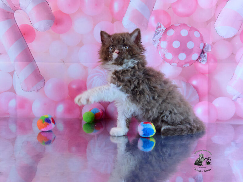 Selkirk rex longhair INDRE Centre val de Loire
