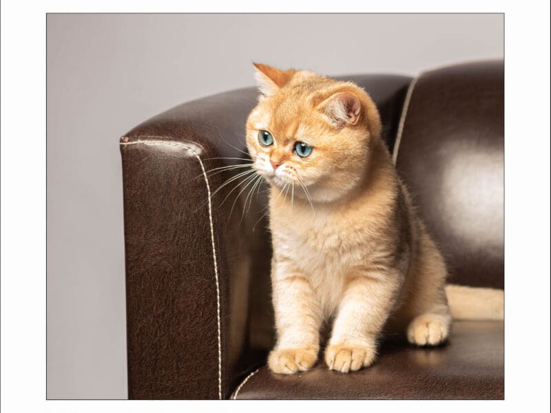 Disponible superbe chaton british shorthair black golden shaded (ny11)