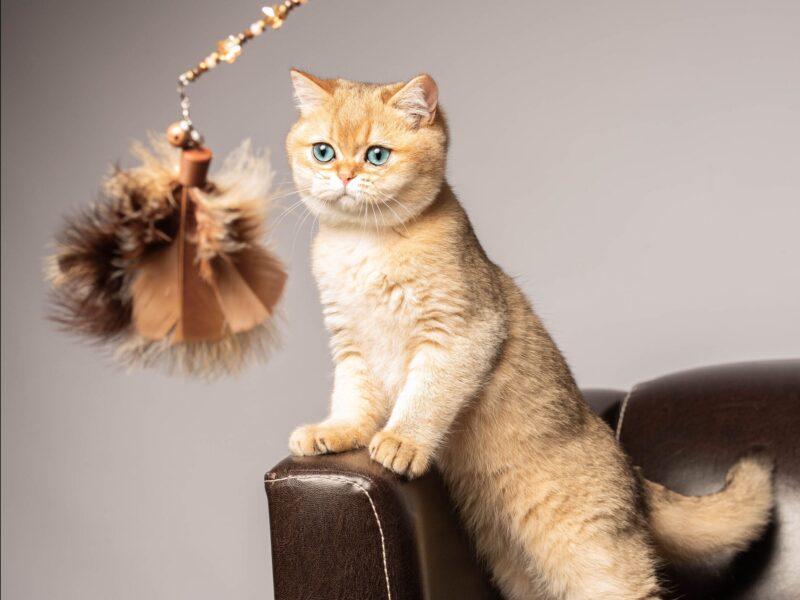 Disponible superbe chaton british shorthair black golden shaded (ny11)