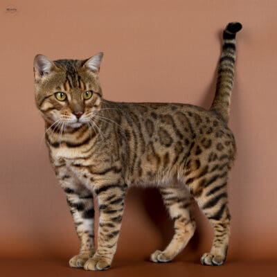 Chatterie du coeur de Moon