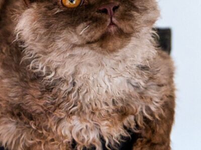 Selkirk Rex Poil Long