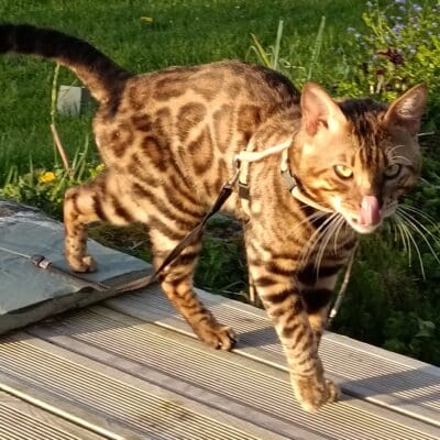 Chatterie du clos masure