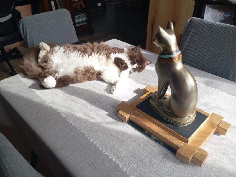 Selkirk rex longhair INDRE Centre val de Loire