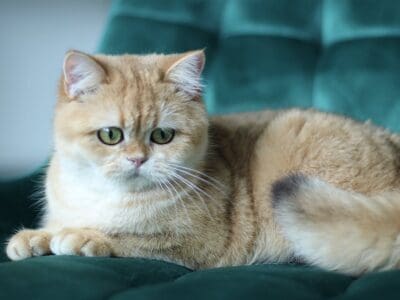 British sorthair girl ny12 , 11 month old