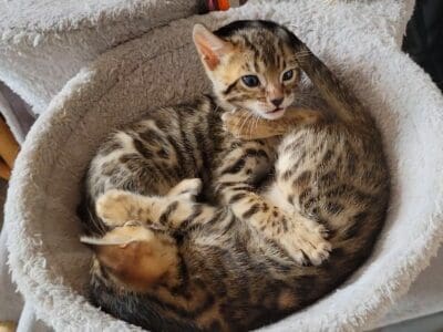 Chatons bengal Loof