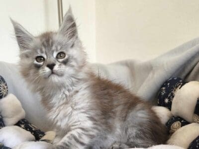 Femelle Maine Coon LOOF