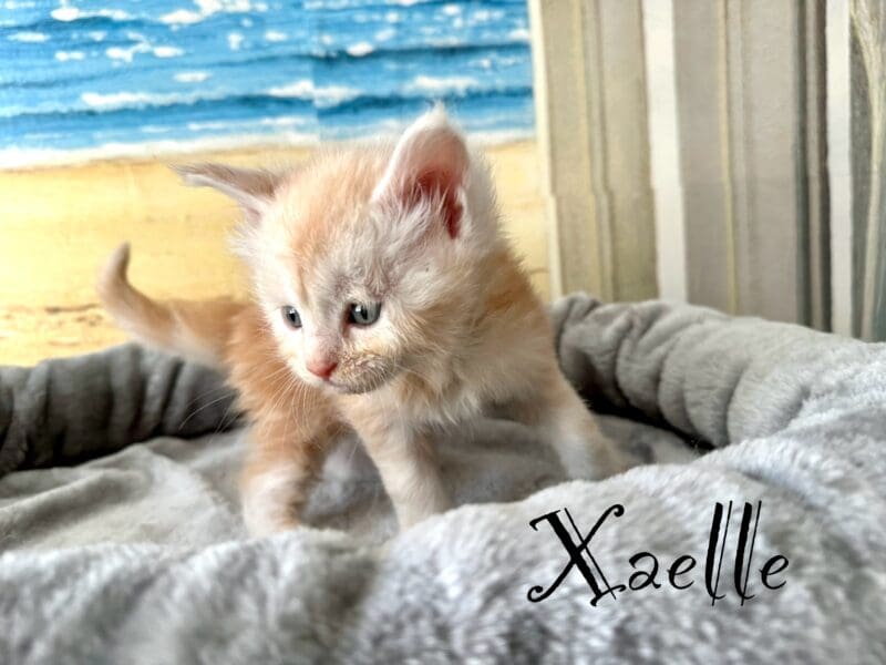 Chaton Maine Coon LOOF