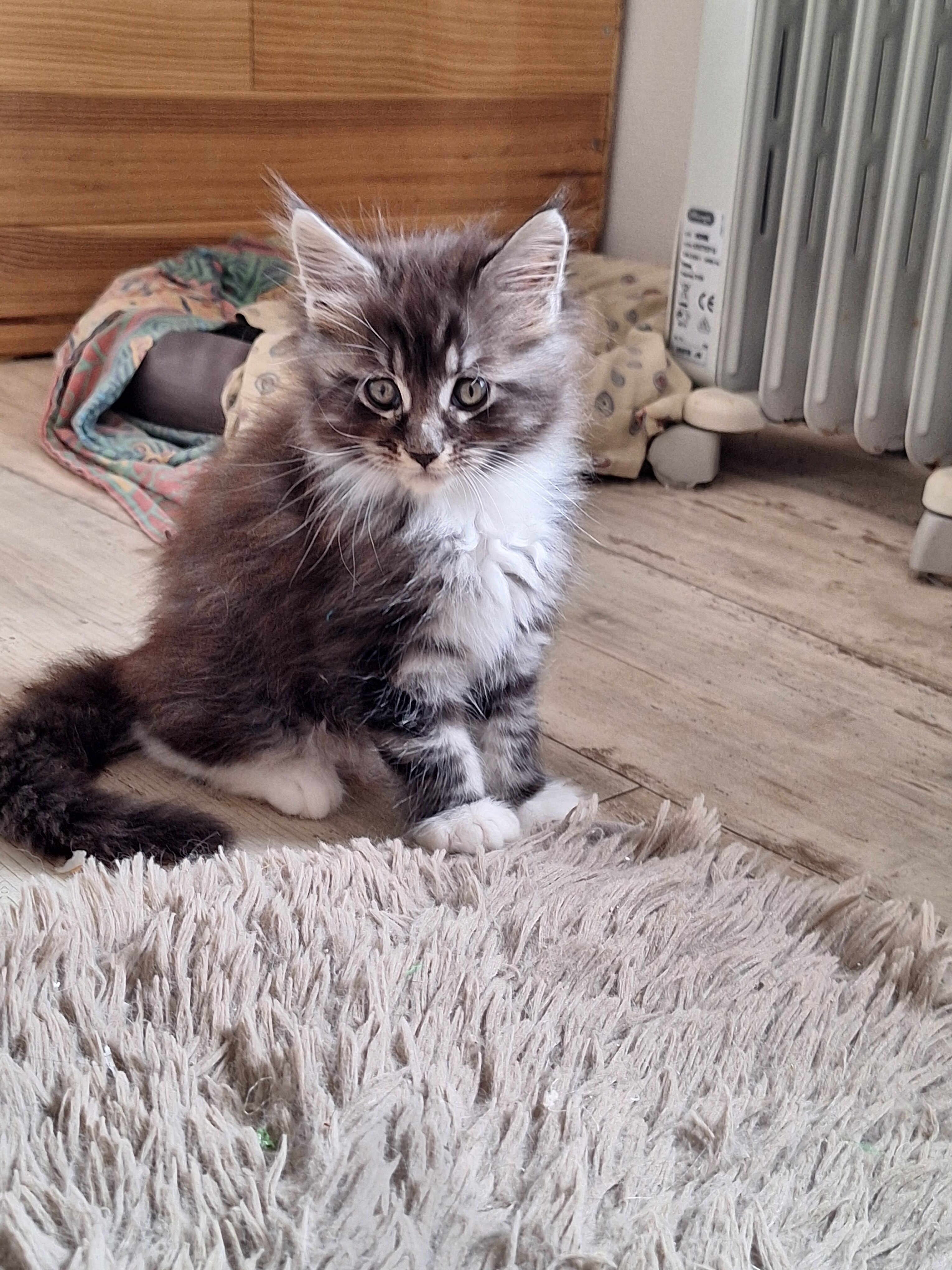 chaton Maine Coon Loof Black silver Blotched tabby et Blanc faible consanguinité