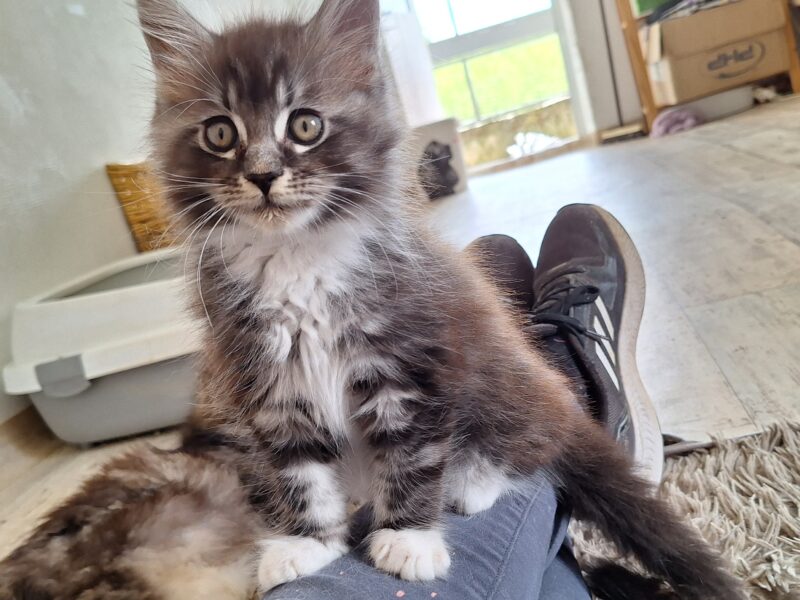 chaton Maine Coon Loof Black silver Blotched tabby et Blanc faible consanguinité