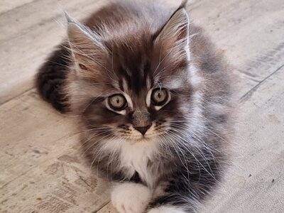 chaton Maine Coon Loof Black silver Blotched tabby et Blanc faible consanguinité