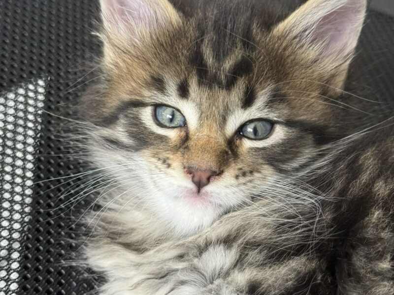 MAINE COON