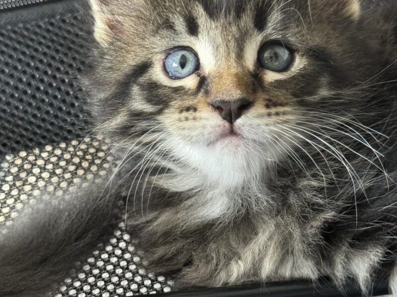 MAINE COON