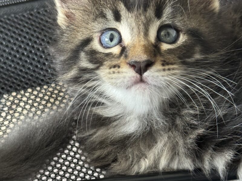 Chatons Maine Coon
