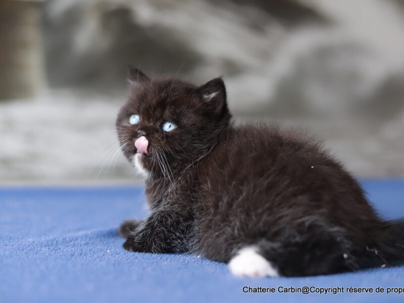 British Shorthair yeux bleus dominants couleur noir en Franche comté. A coté de BELFORT (90) et MONTBELIARD (25)