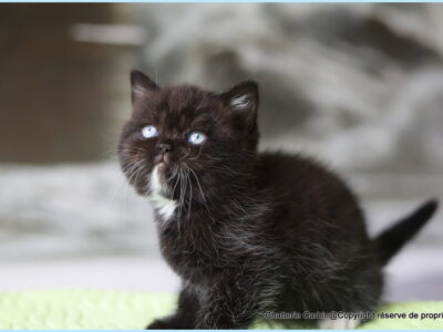 British Shorthair yeux bleus dominants couleur noir en Franche comté. A coté de BELFORT (90) et MONTBELIARD (25)