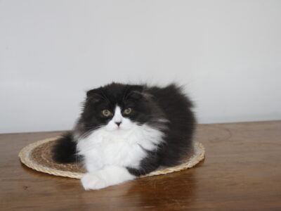 Chatons highlands straight/ fold