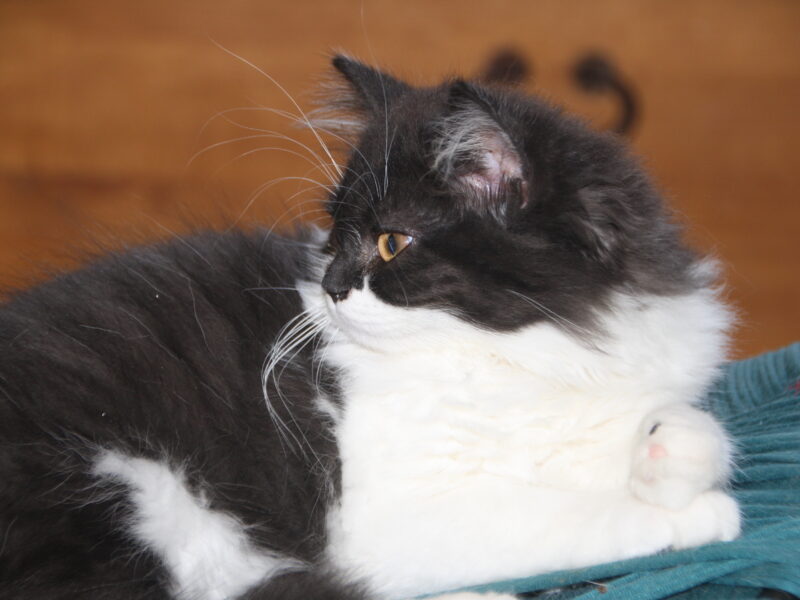 Chatons highlands straight/ fold