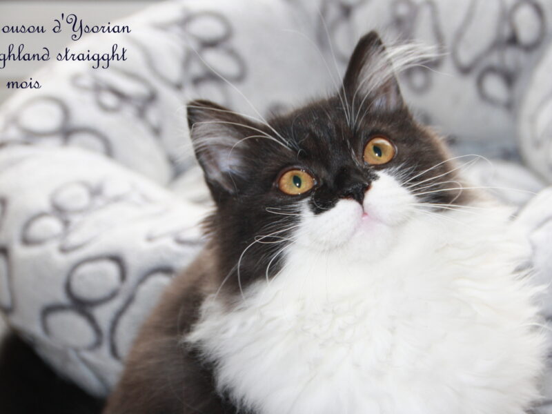 Chatons highlands straight/ fold