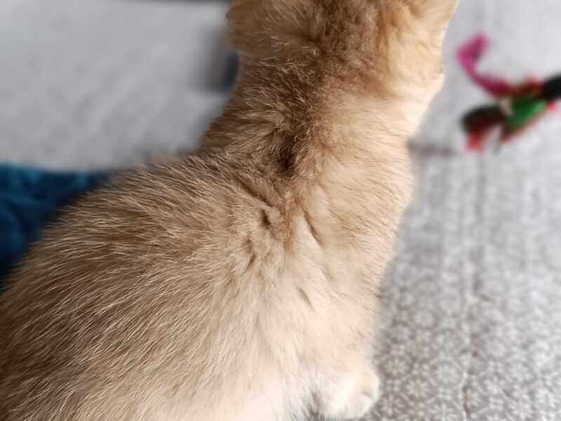 Chaton British Shorthair 3 mois LOOF