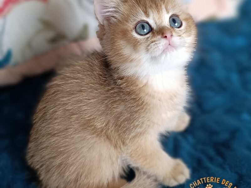 Chaton British Shorthair 3 mois LOOF