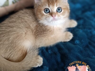 Chaton British Shorthair 3 mois LOOF
