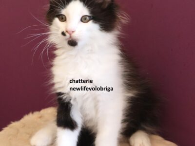 splendide chaton maine coon loof