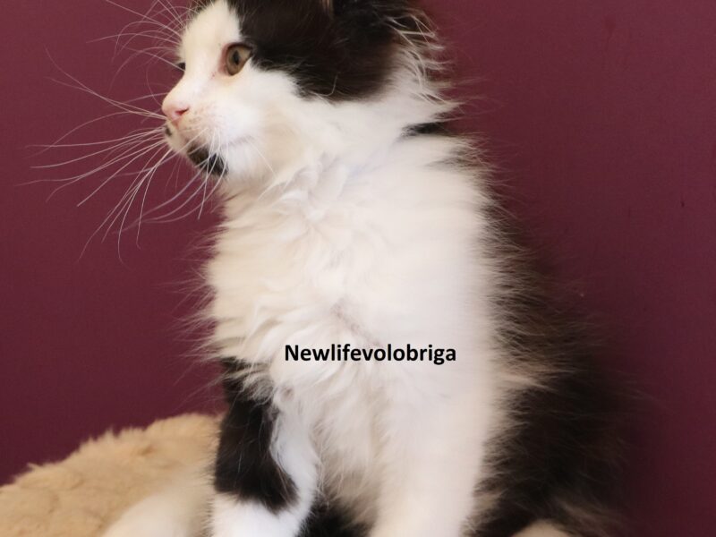 splendide chaton maine coon loof