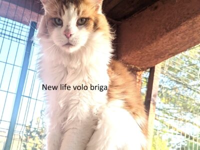 male maine coon retraité d'elevage