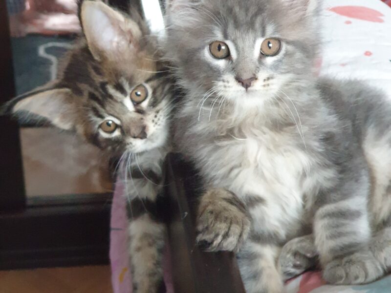 YayaCoons d'Amitycoon