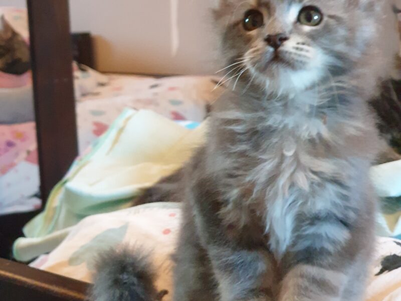 YayaCoons d'Amitycoon