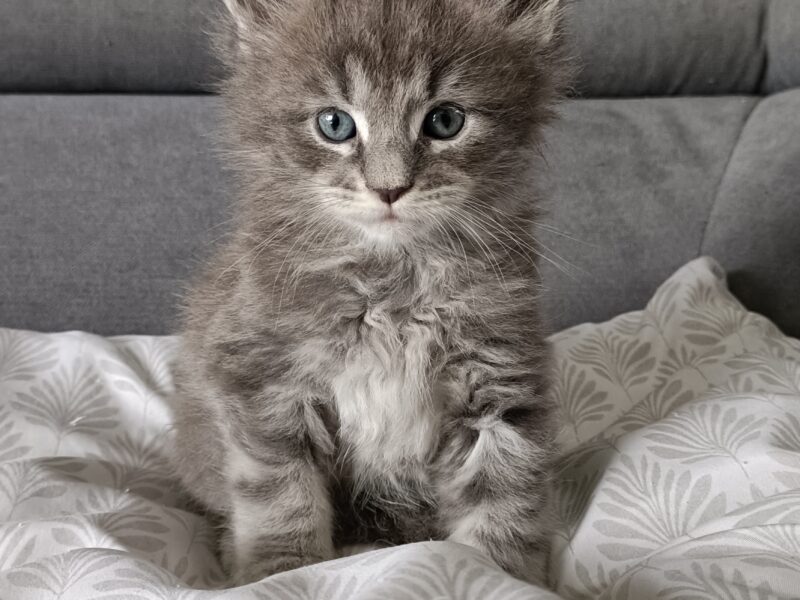Chatons maine coon loof