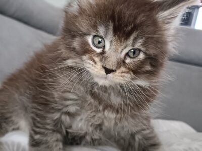 Chatons maine coon loof