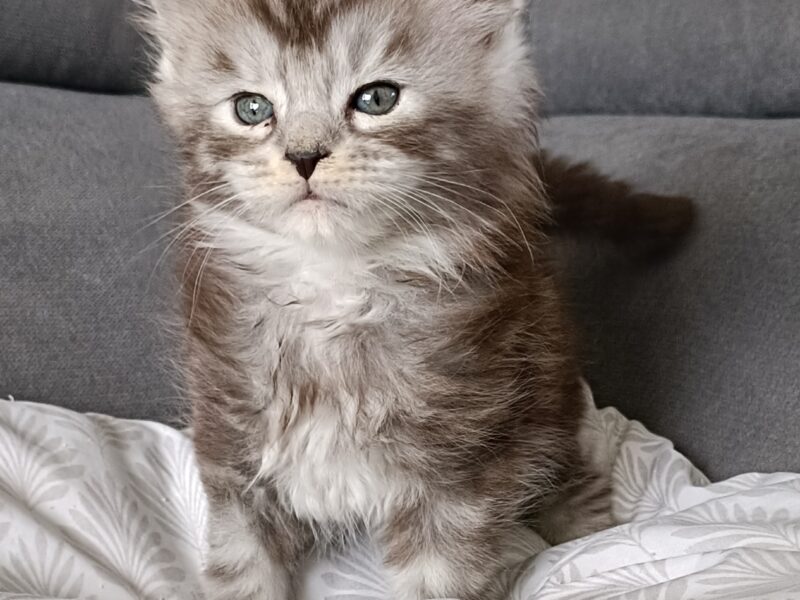 Chatons maine coon loof