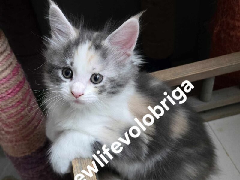 Splendide femelle Maine Coon polydactyle