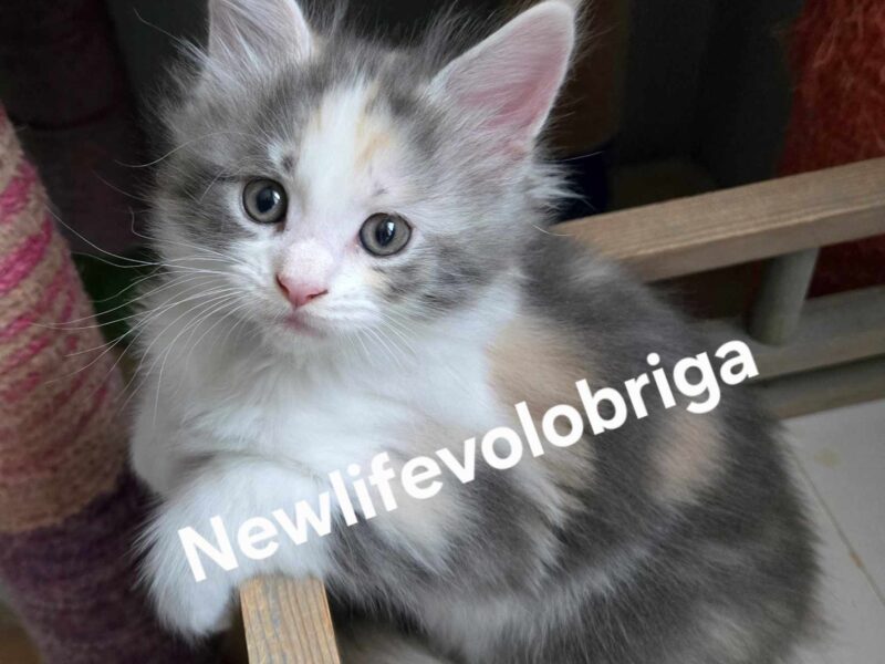 Splendide femelle Maine Coon polydactyle