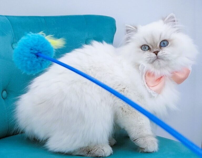 Chatonne Highland Straight pedigree Loof et label Or Chaton de France