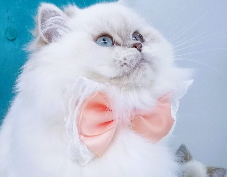 Chatonne Highland Straight pedigree Loof et label Or Chaton de France