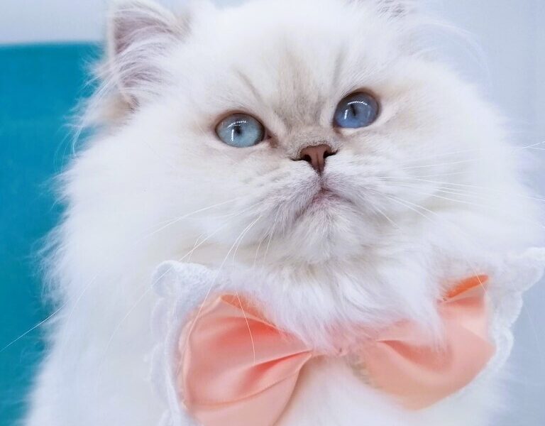 Chatonne Highland Straight pedigree Loof et label Or Chaton de France