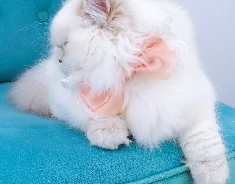 Chatonne Highland Straight pedigree Loof et label Or Chaton de France