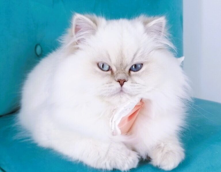 Chatonne Highland Straight pedigree Loof et label Or Chaton de France